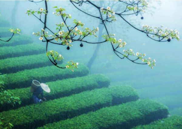 恩施花枝茶的传说